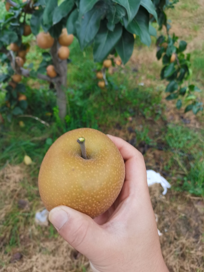沭阳秋月梨