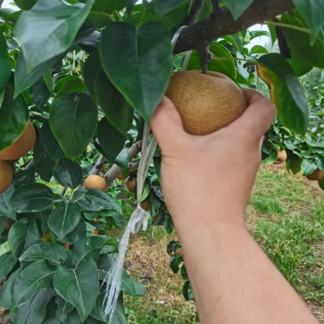 沭阳秋月梨