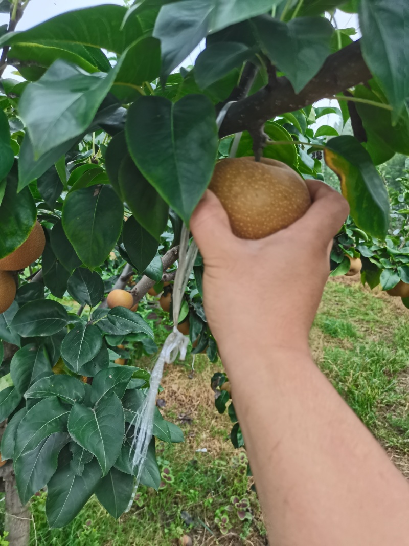 沭阳秋月梨