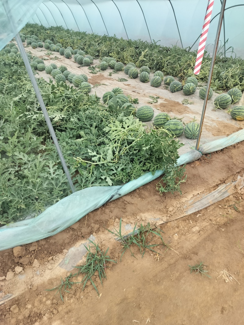 全网优质货源西瓜现货秒发