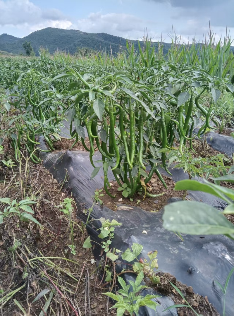 3号线椒