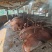 昭通牛肉批发部