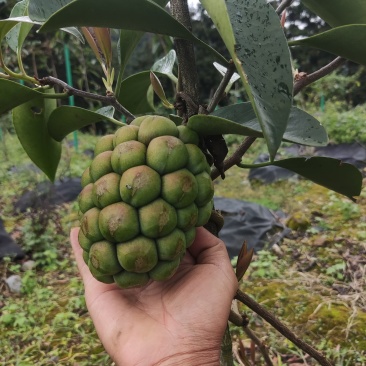 布福娜