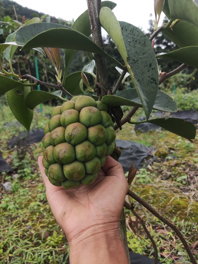 布福娜