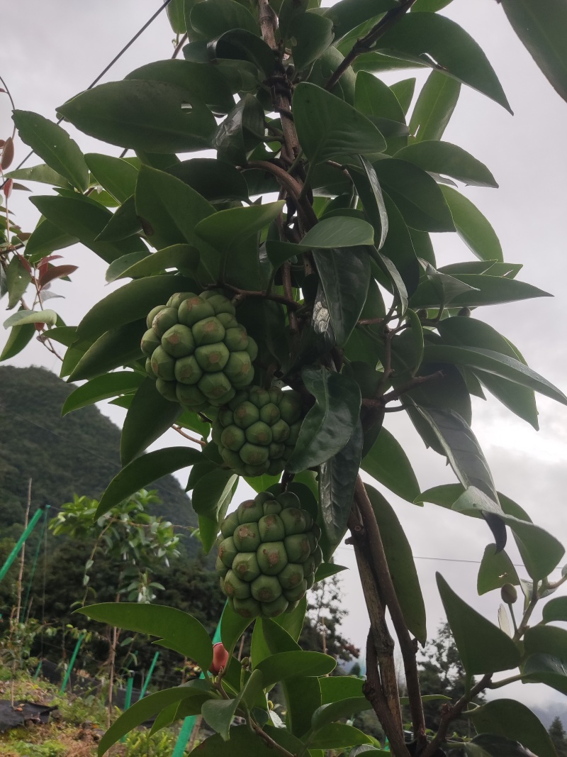 布福娜