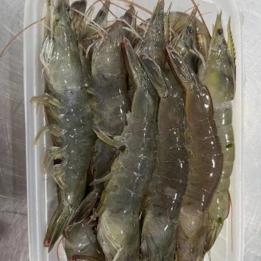 明虾