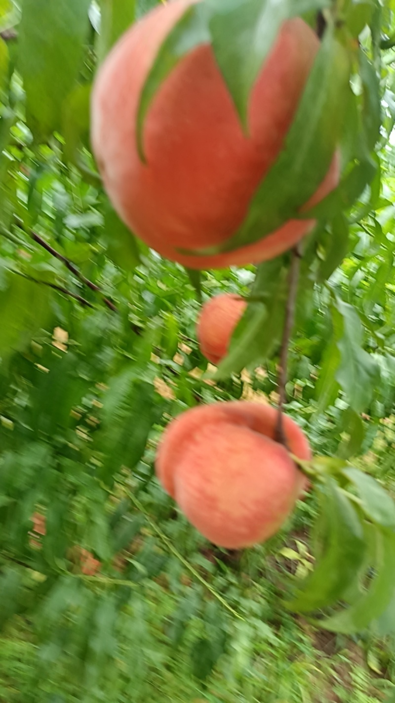 中秋王桃