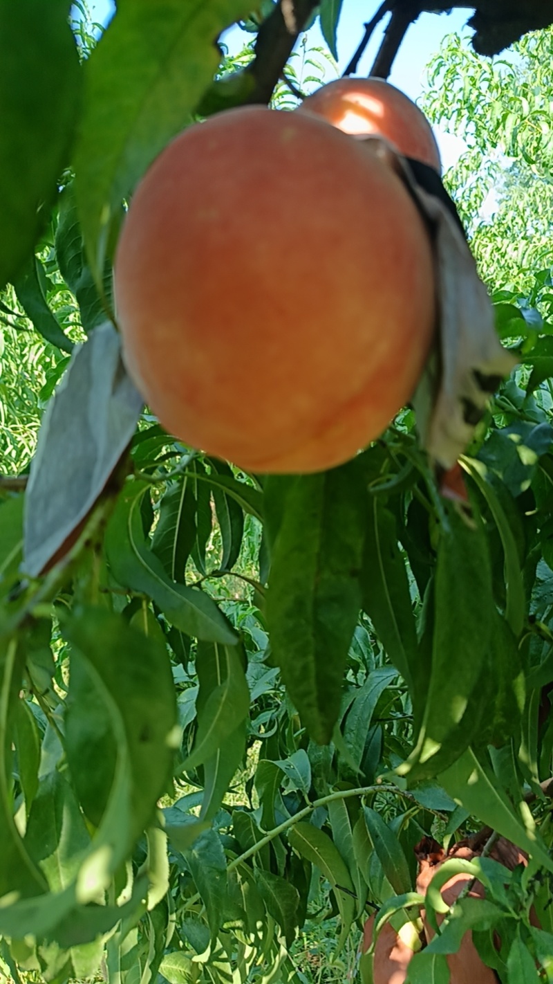 中秋王桃