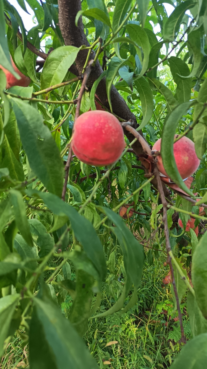 中秋王桃