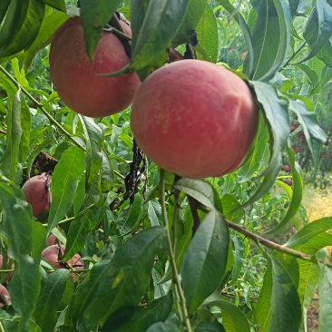 中秋王桃