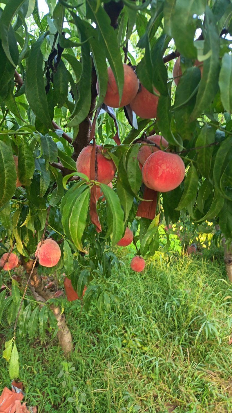 中秋王桃