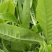 临沧市小红坡古树茶