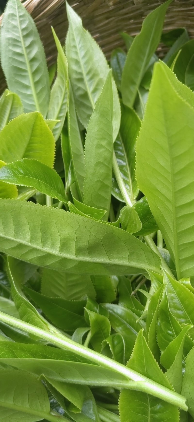 临沧市小红坡古树茶
