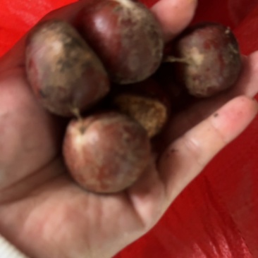 板栗