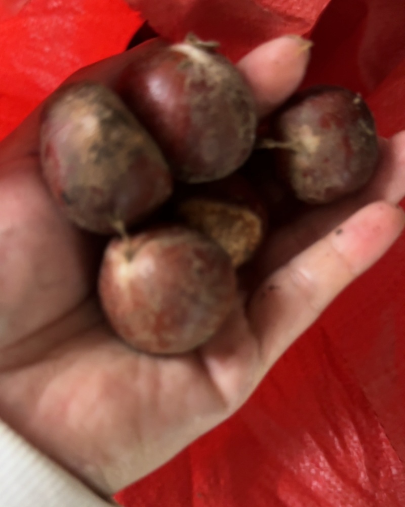 板栗