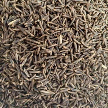 黑水虻幼虫，冻虫