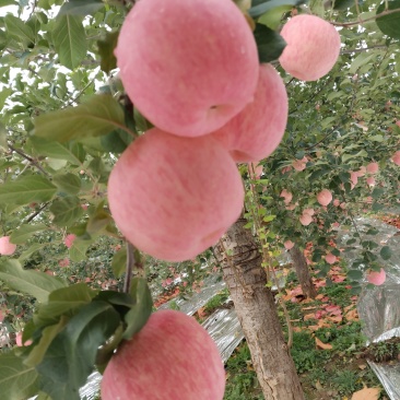 洛川苹果