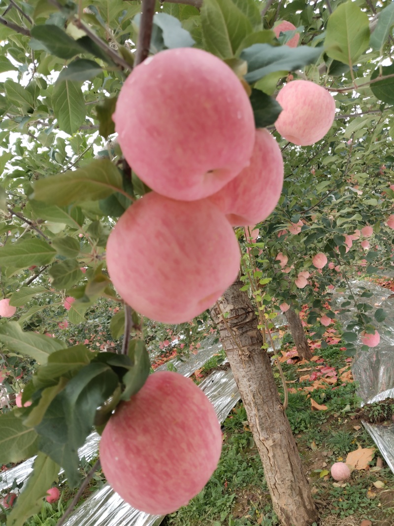洛川苹果