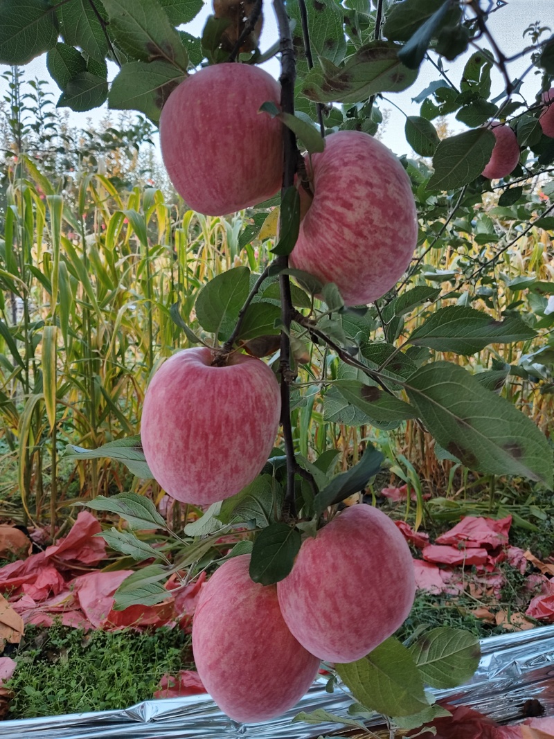 洛川苹果