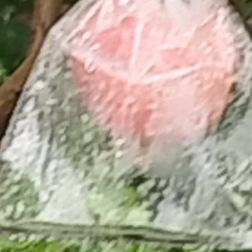 临潼甜石榴