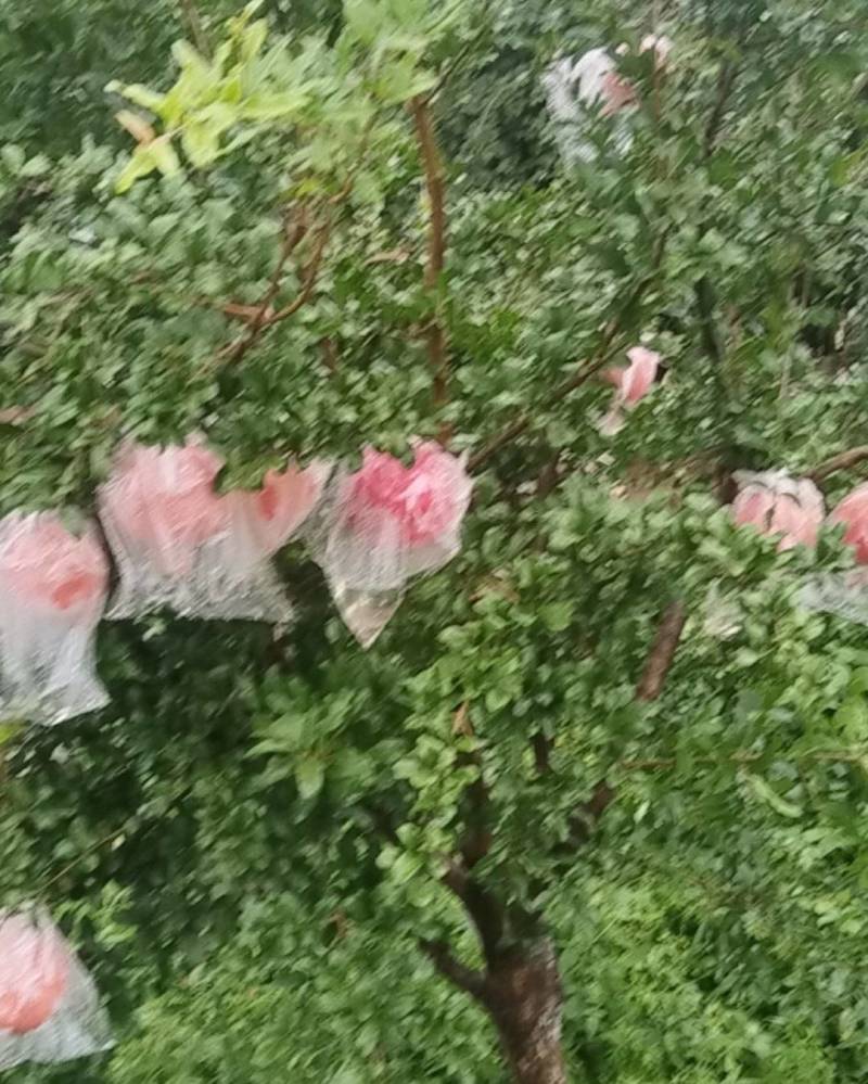 临潼甜石榴