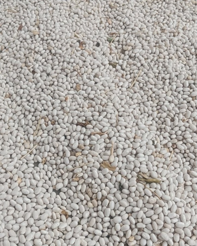 甘肃白芸豆