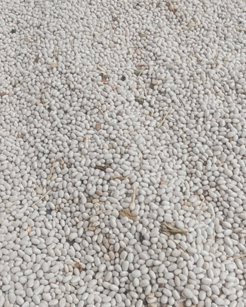 甘肃白芸豆