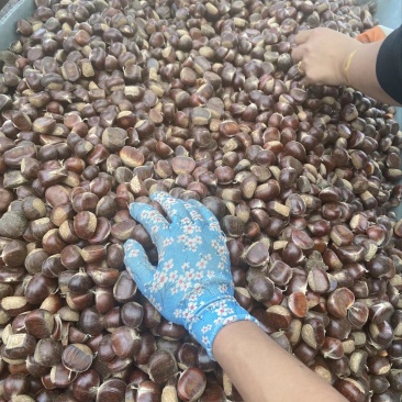青龙板栗