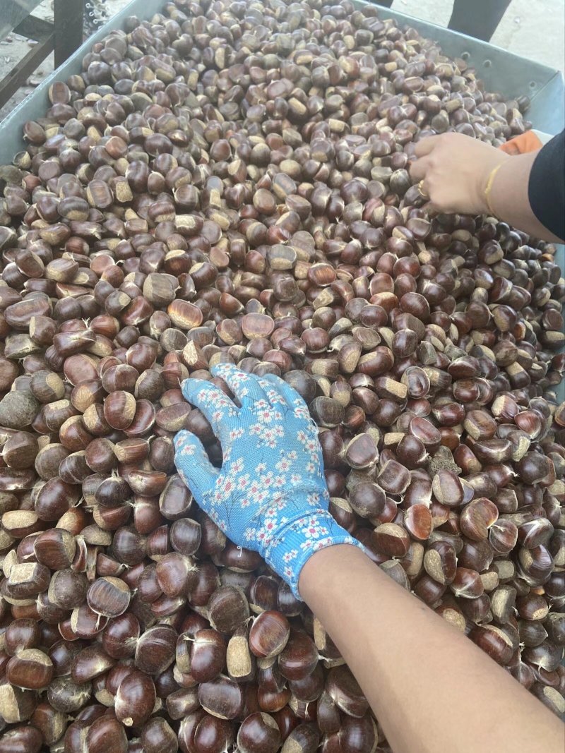青龙板栗