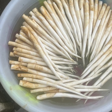 象牙草