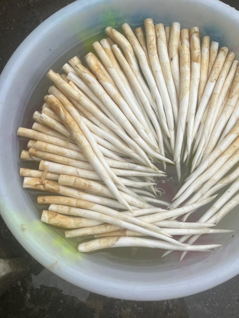 象牙草