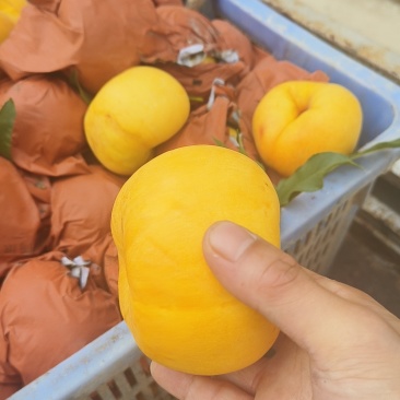 风味皇后油蟠桃