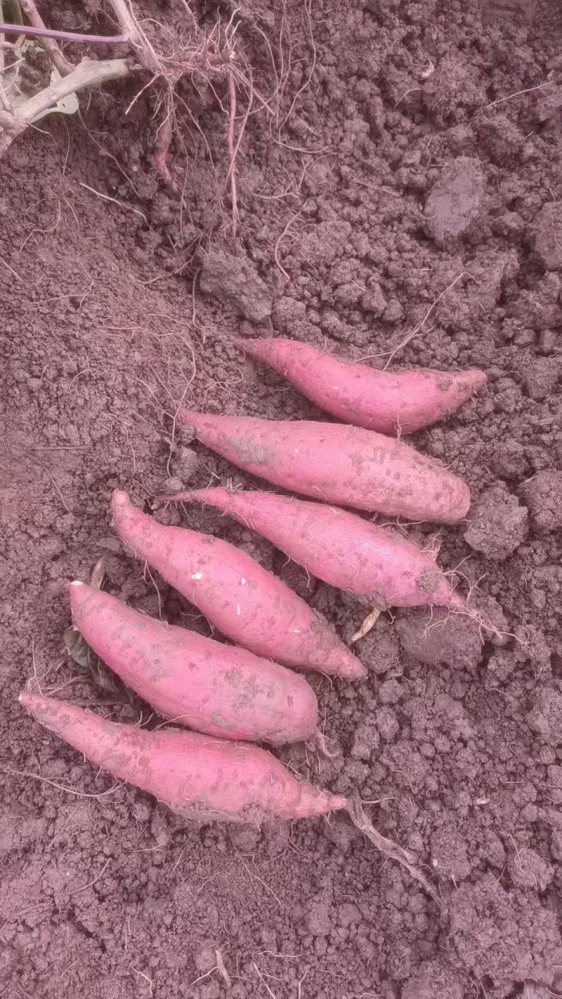 四川红薯