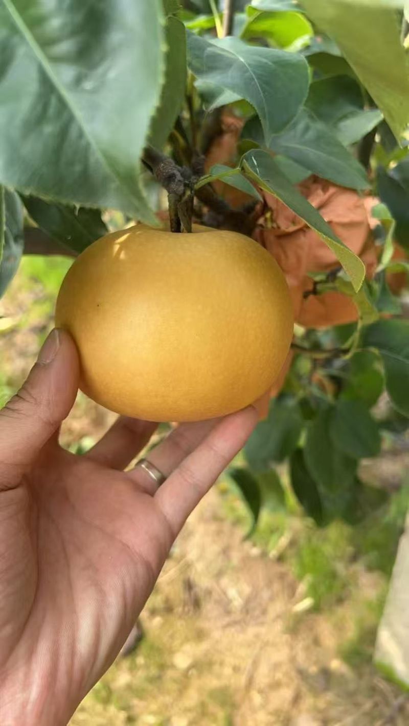 秋月梨
