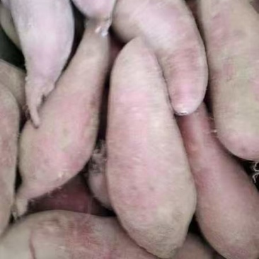 红薯