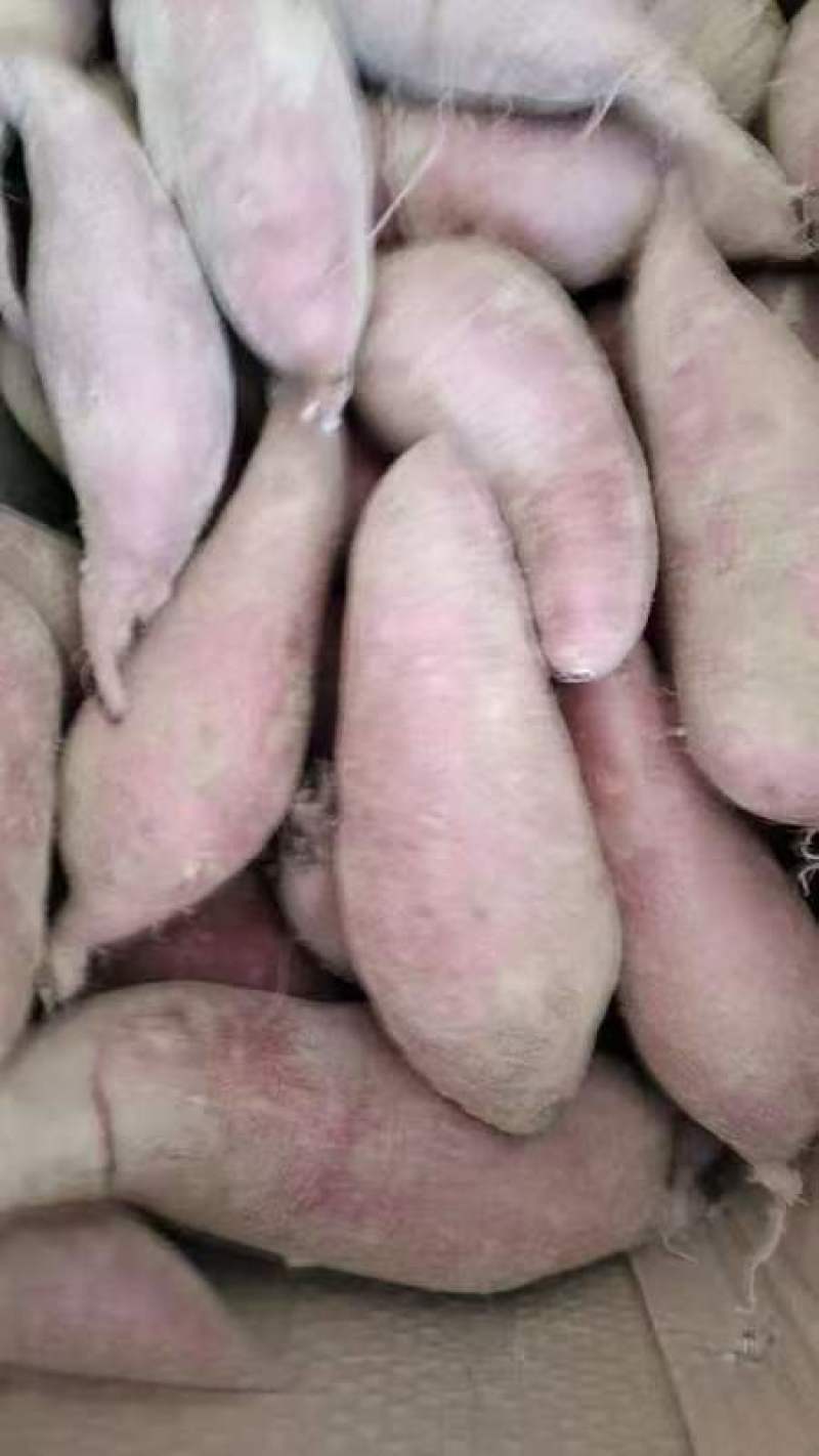 红薯