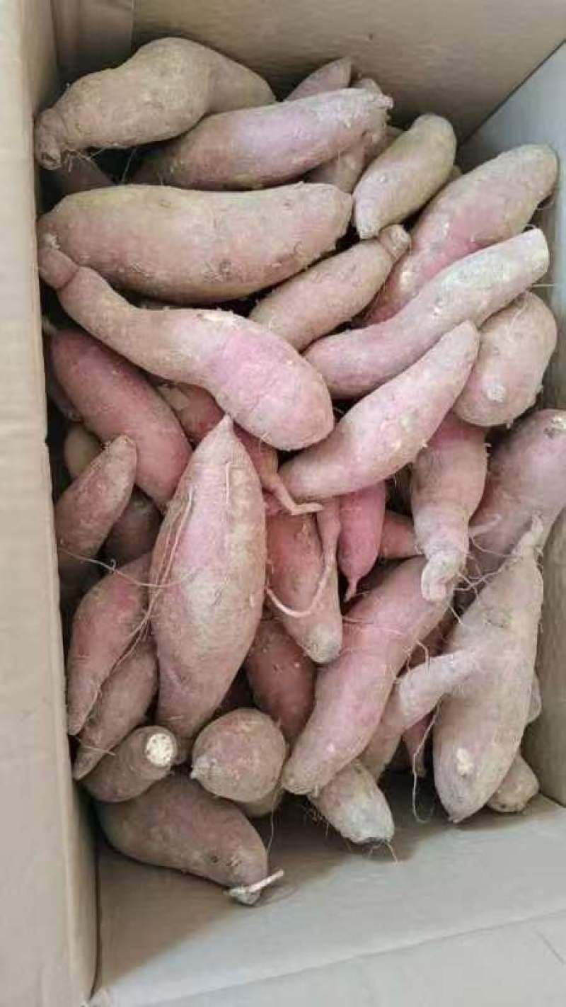 红薯