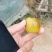 正宗大荔冬枣出售