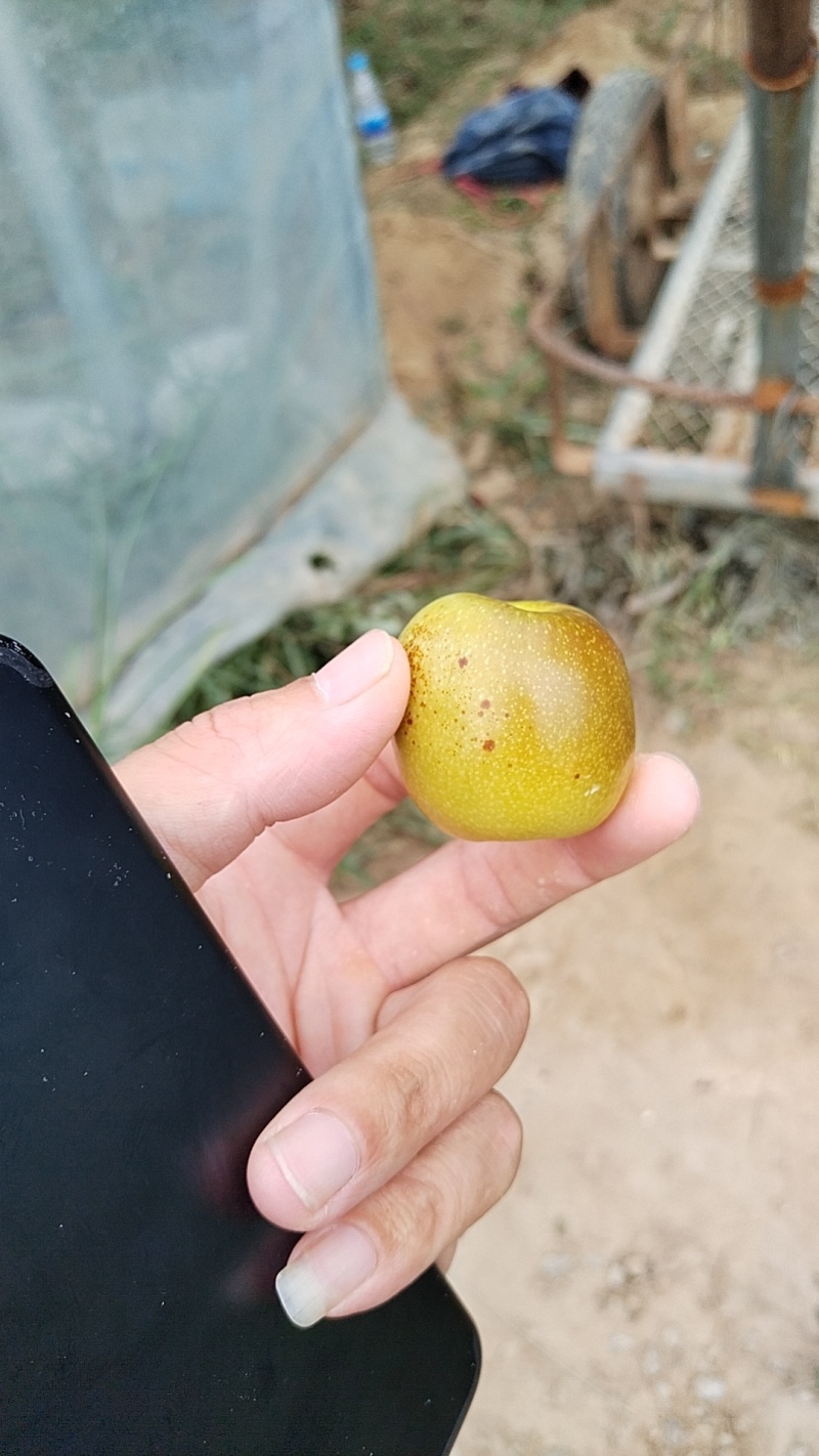 正宗大荔冬枣出售