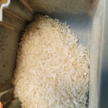 广东中稻野香优莉丝米质白有油性，成数高