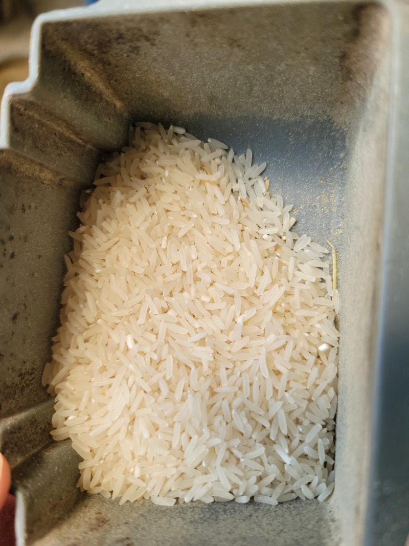 广东中稻野香优莉丝米质白有油性，成数高