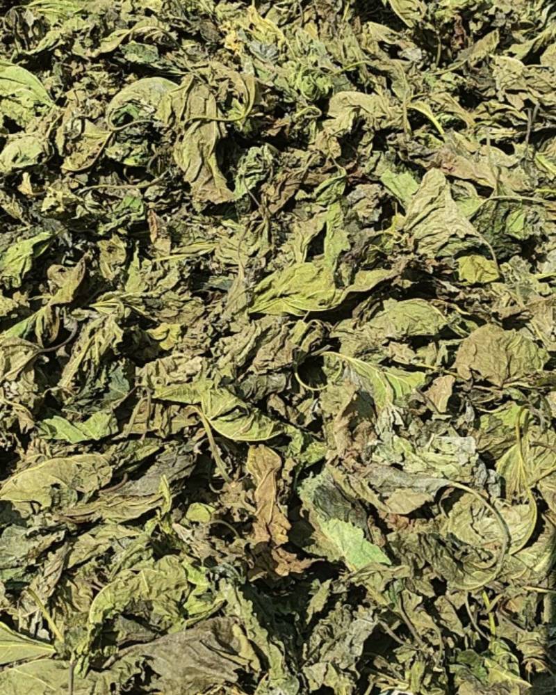 干桑叶