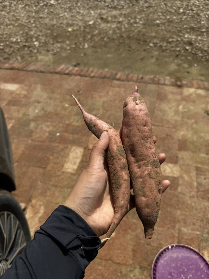 红薯紫薯纯沙土