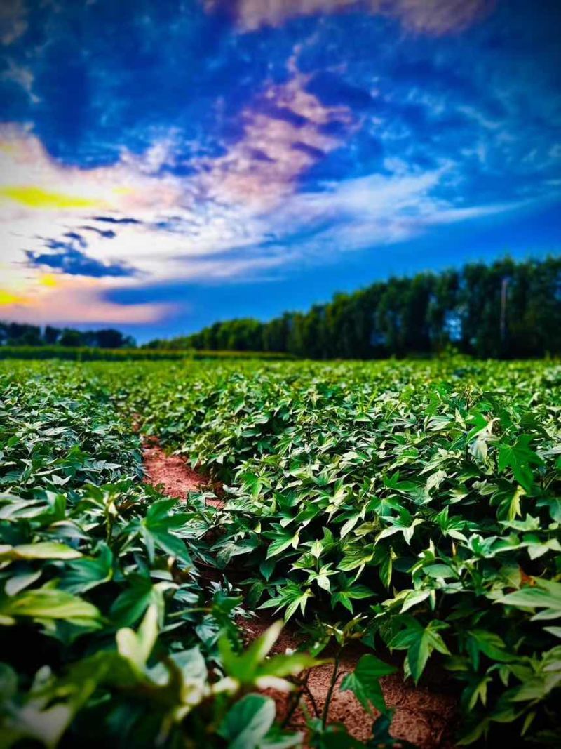 红薯紫薯纯沙土