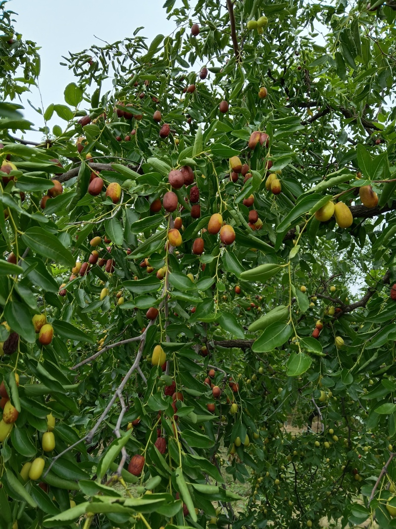 沧州无核脆枣