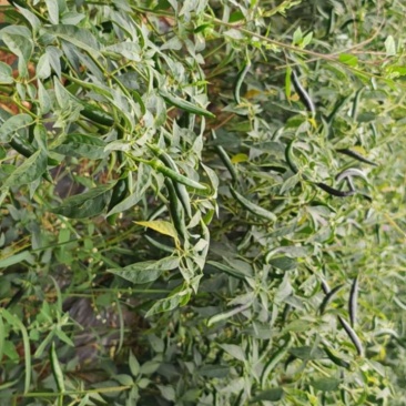 家乡种植了大量青红两摘的美人椒，一手货源，拒绝中间商赚差价