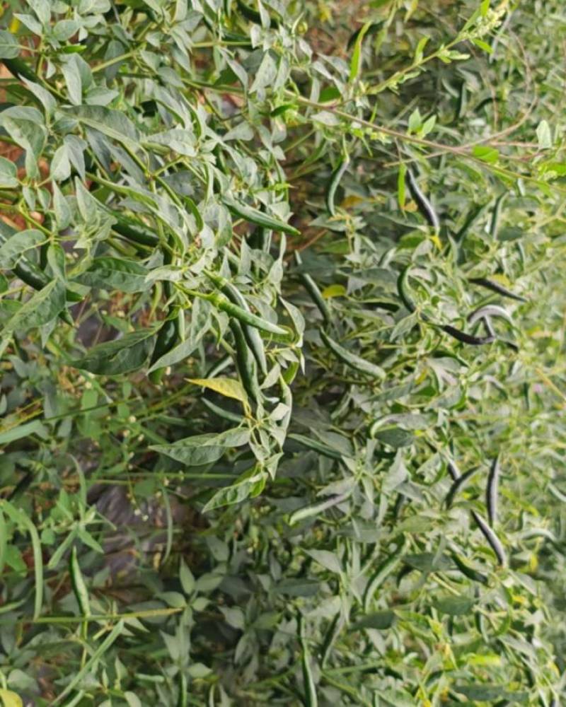 家乡种植了大量青红两摘的美人椒，一手货源，拒绝中间商赚差价