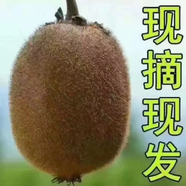 眉县徐香猕猴桃