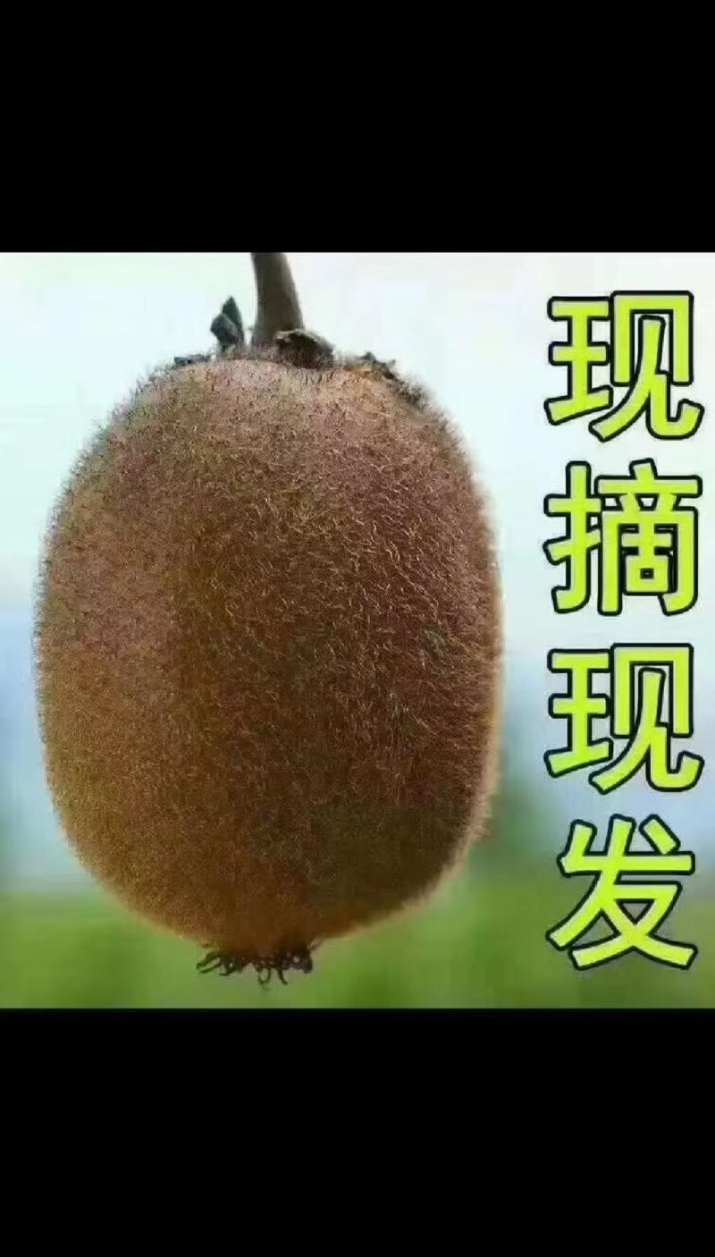 眉县徐香猕猴桃