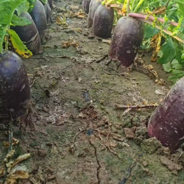 冰淇淋萝卜